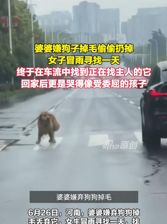 太心疼了！河南一位婆婆，只因家里的宠物狗频繁掉毛心生不满，没和儿媳商量半句，就悄