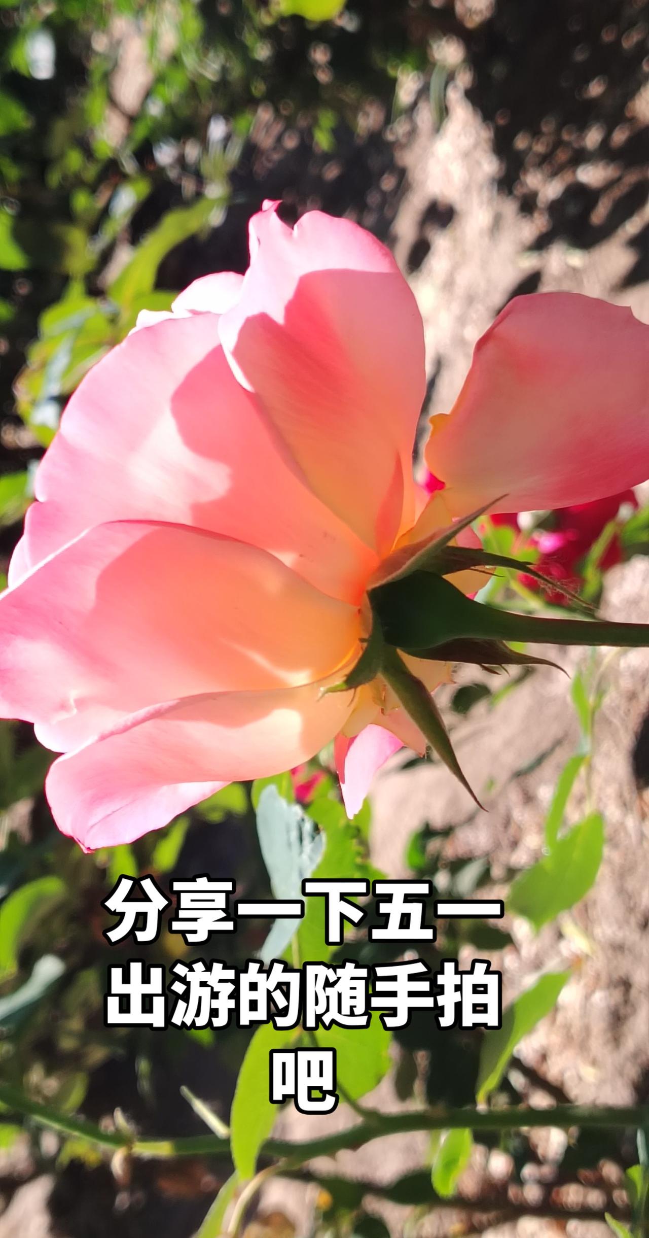 🌹