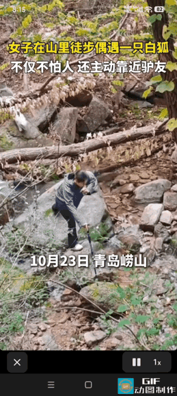 “太有灵性了！”青岛崂山，一名女子徒步累了正准备歇脚，同伴突然提醒：“你身后有只
