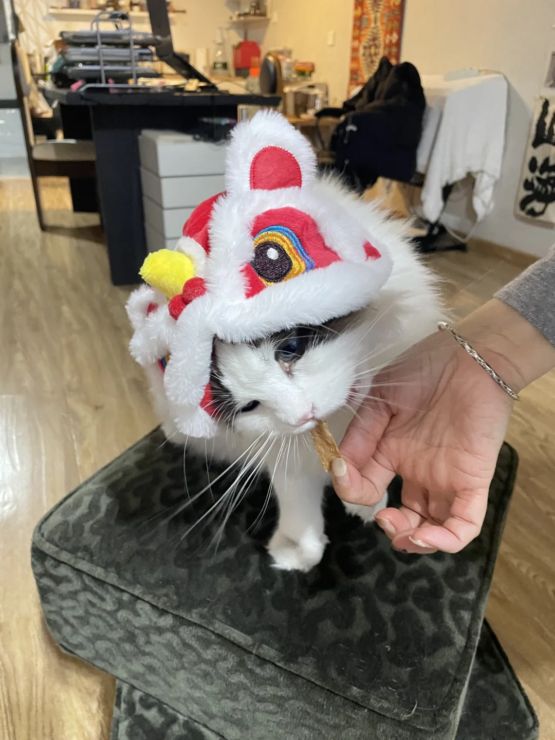 hello～想给外国姨姨们看看我家小猫🤭