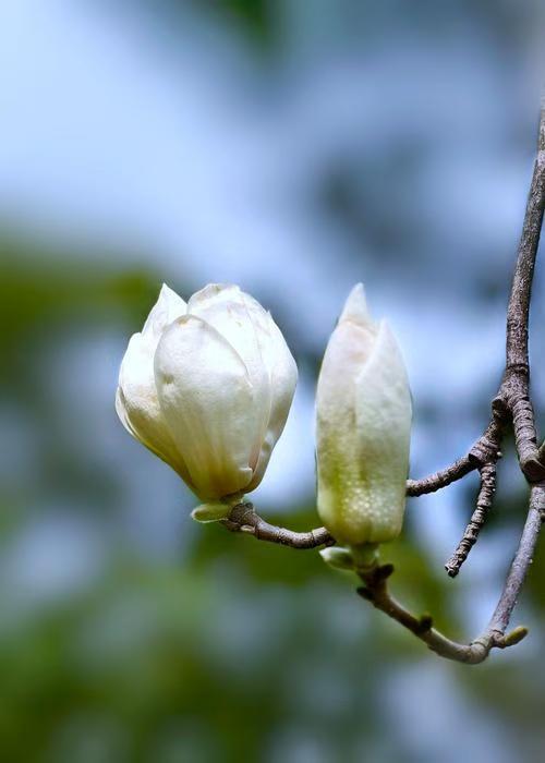七绝.白玉兰花开
(山东泰安/李云岱)
二月春风吹露台，艳阳影里玉花开。
闻香欲