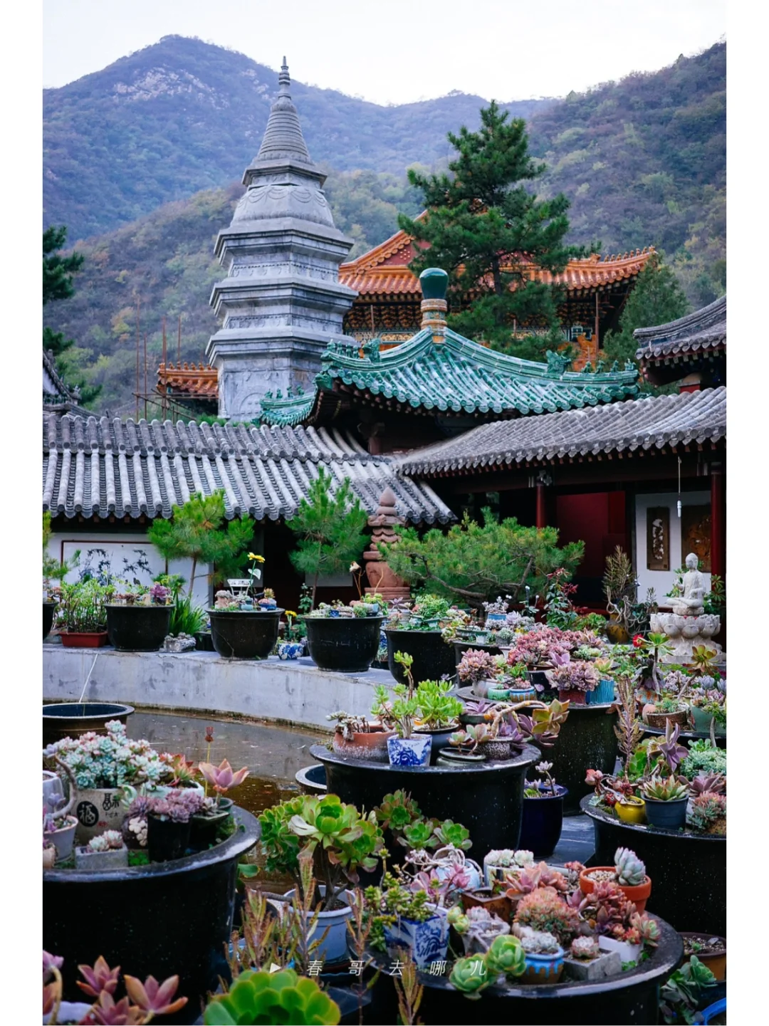 不用去大理，北京也有“寂照庵”，种满多肉植物