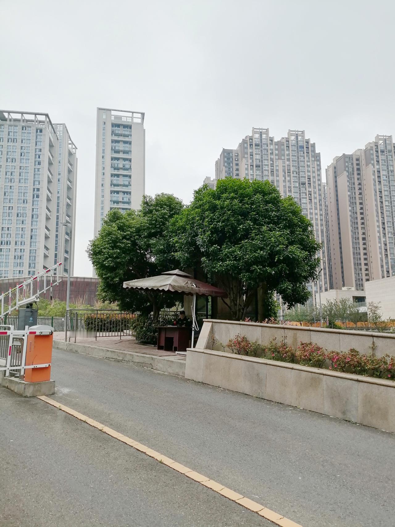 两棵树的价值！
     小区有一个小小的岗亭，岗亭边有两棵小树。树木很小，但长