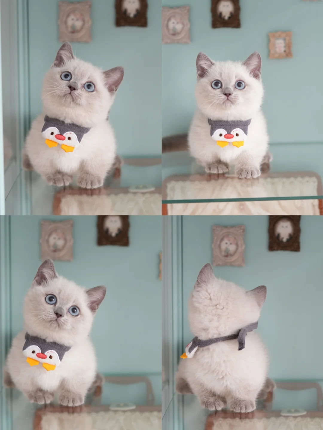 真的会被萌丝 重点色矮脚猫