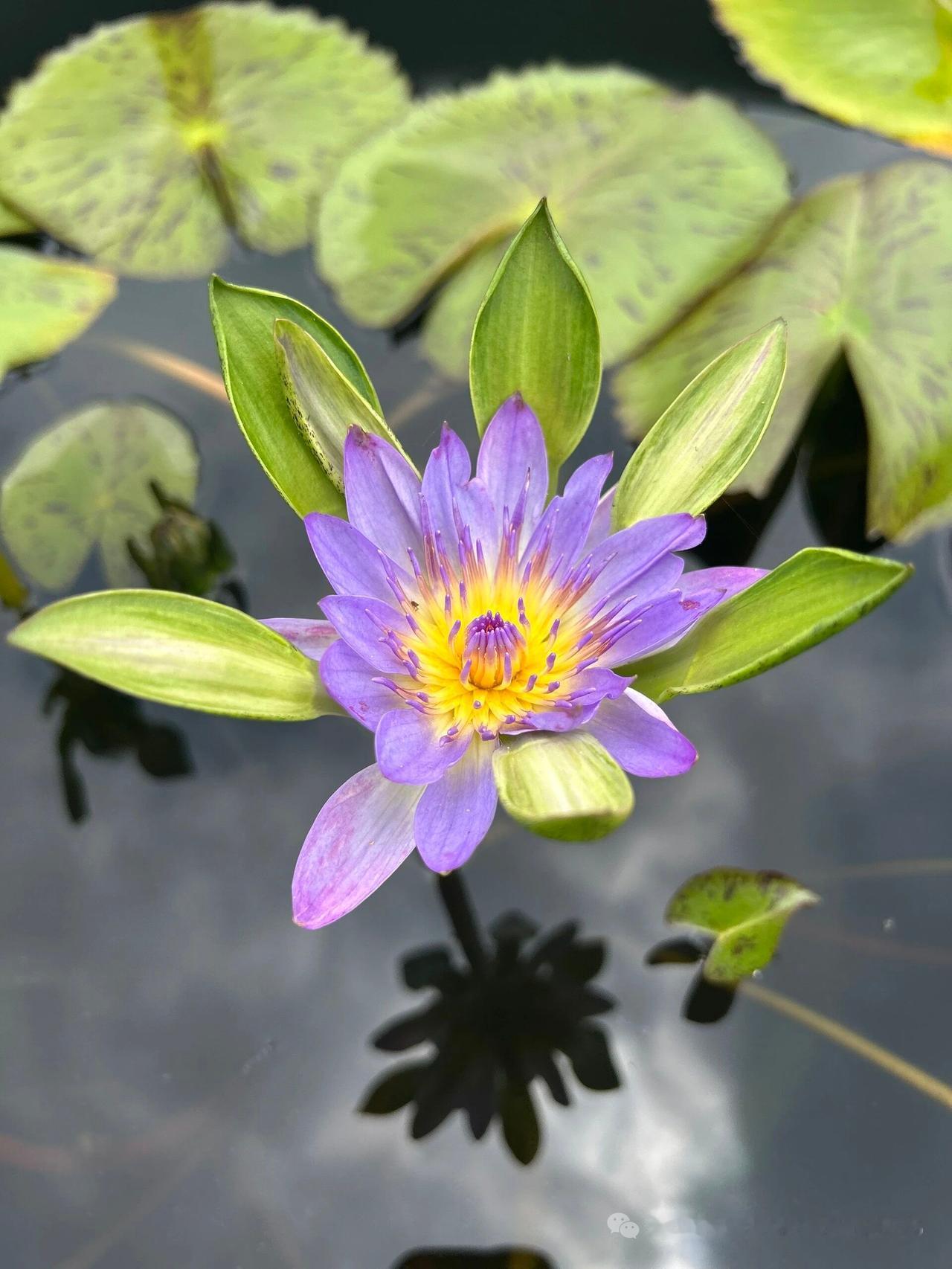 手机随拍记录花的美