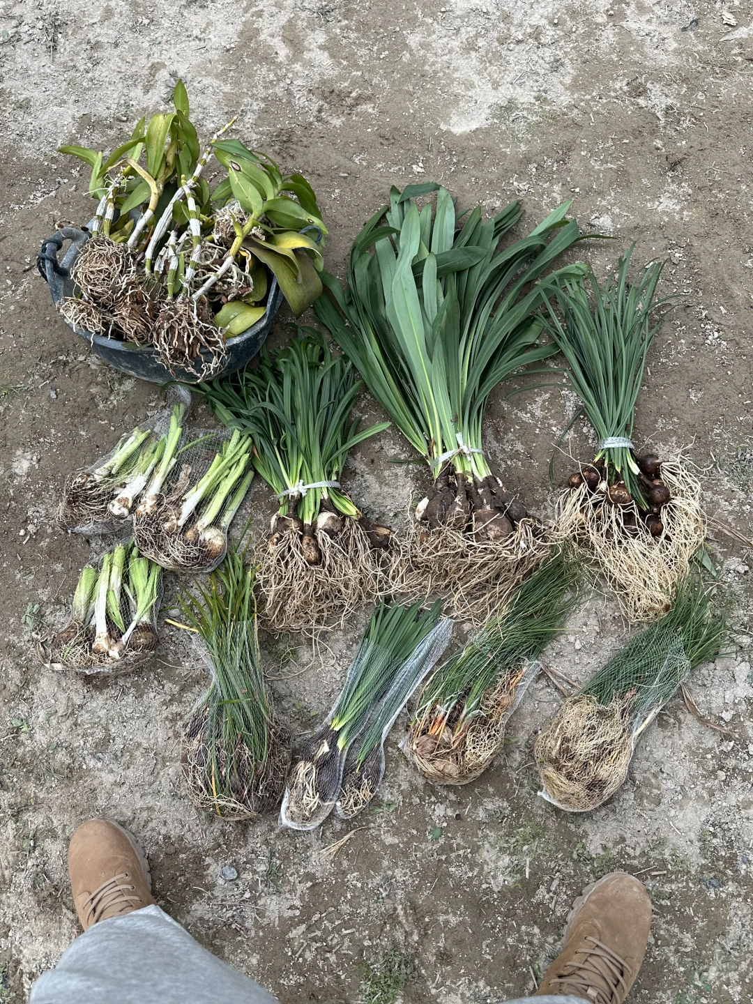 像地摊上的野葱野蒜