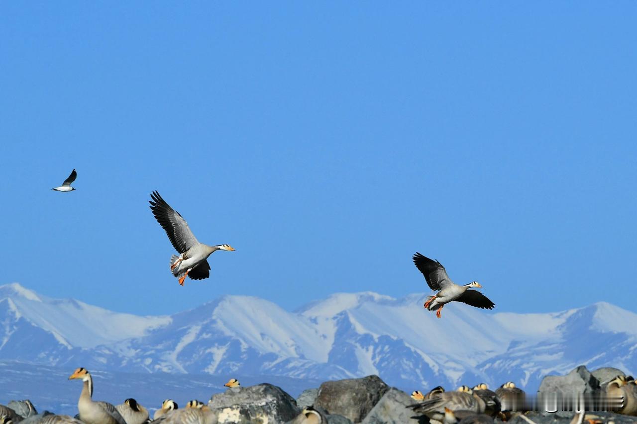 下联:大吠圆月戏吴刚