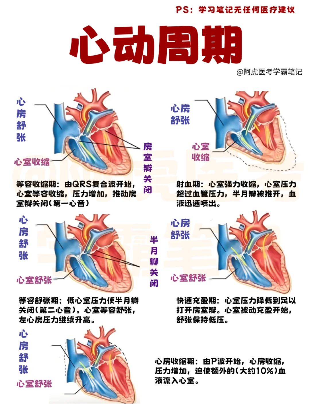 医学生笔记📒：心动周期👆