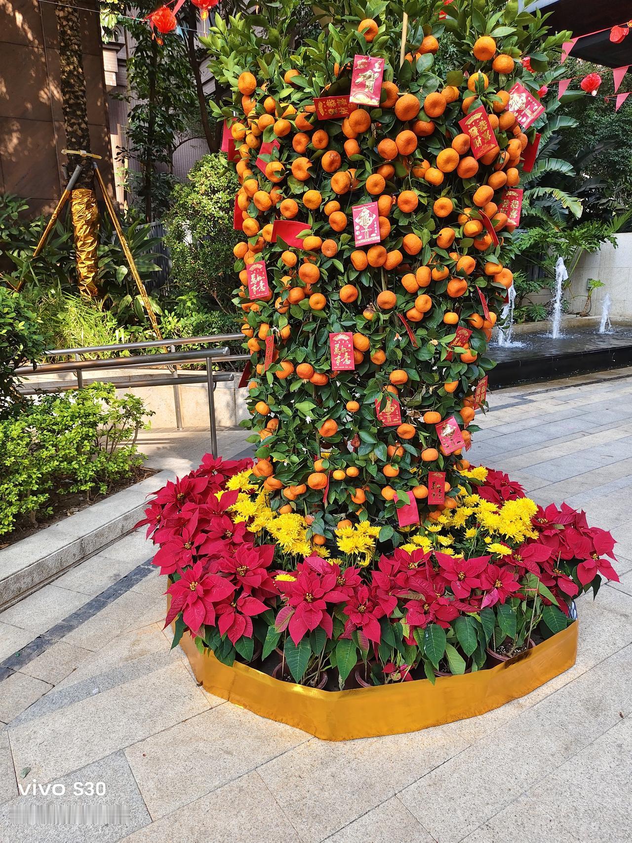 春节前夕，商场入口，小区门旁……都立着一盆硕果累累的桔树，经人工修饰，果子整齐有