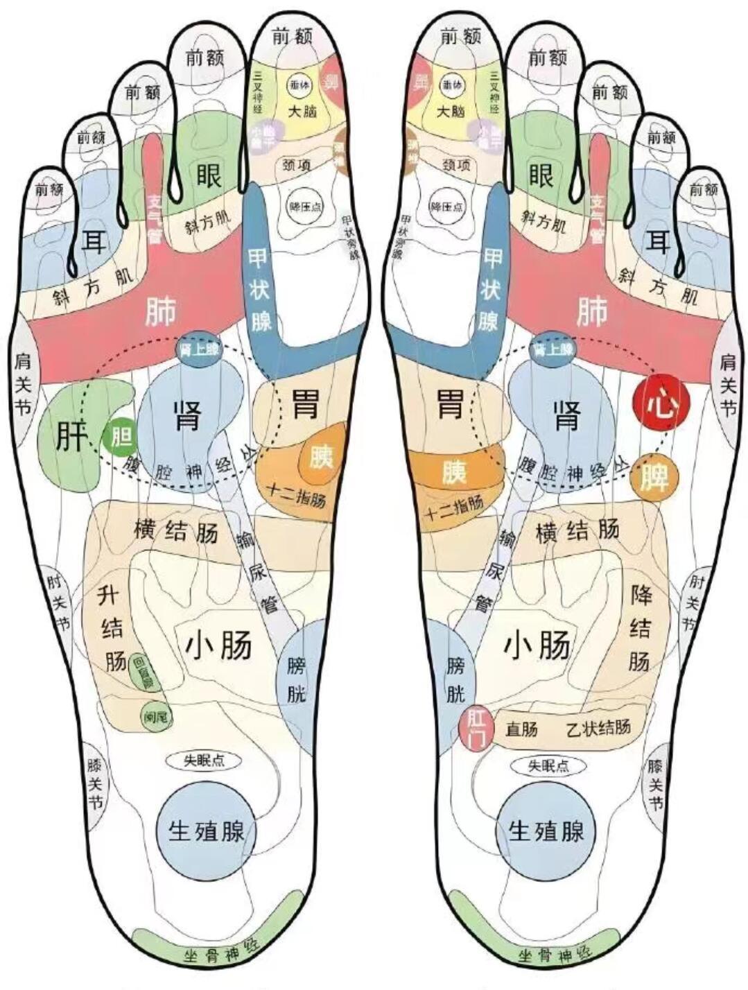 睡前5分钟👣脚底按摩穴位图 