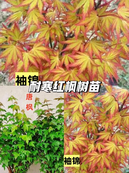 🍁梦幻枫树苗🌿装点你的庭院