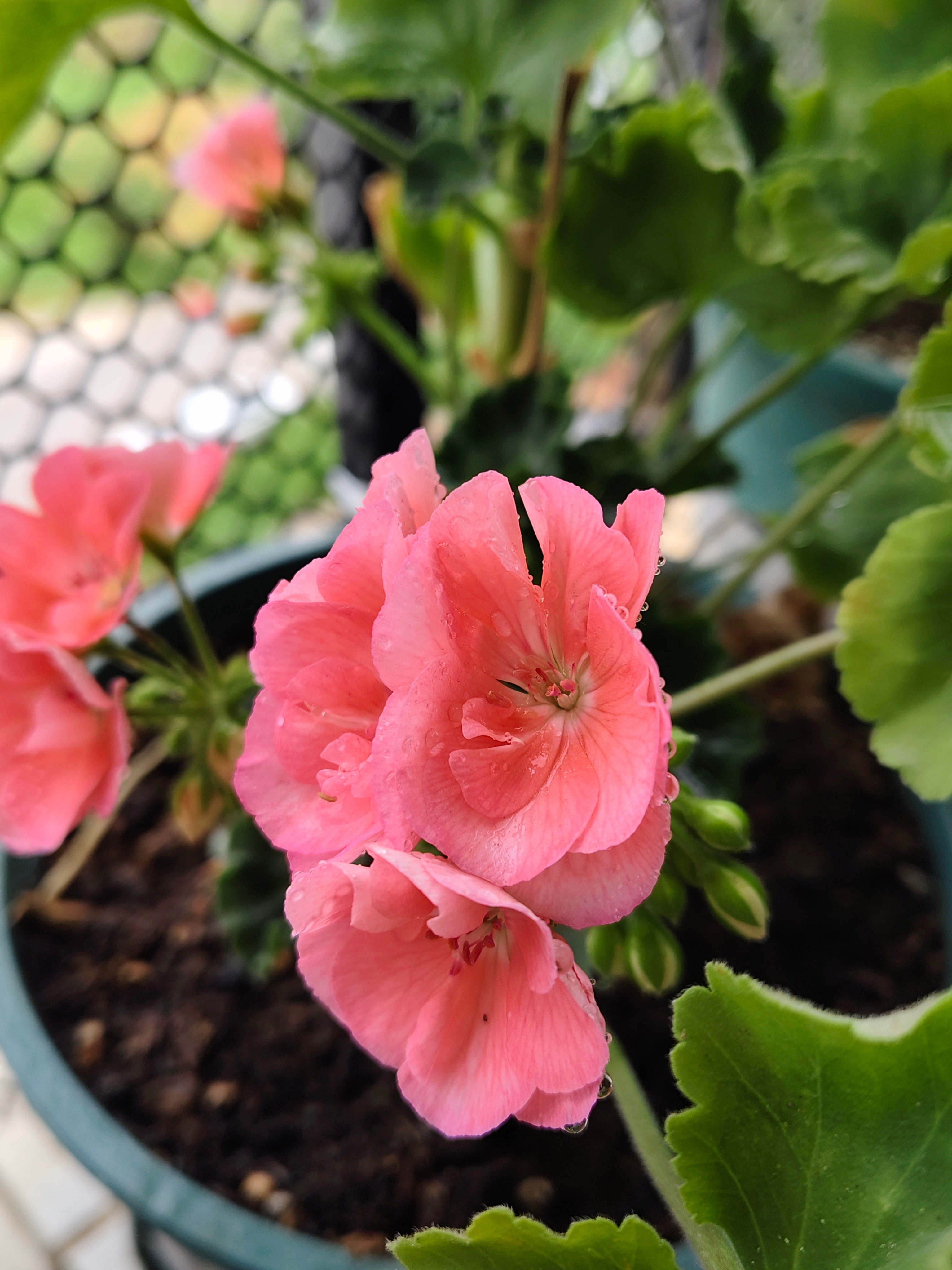 昆明 昨夜大雨之后，花花还好依旧。 
