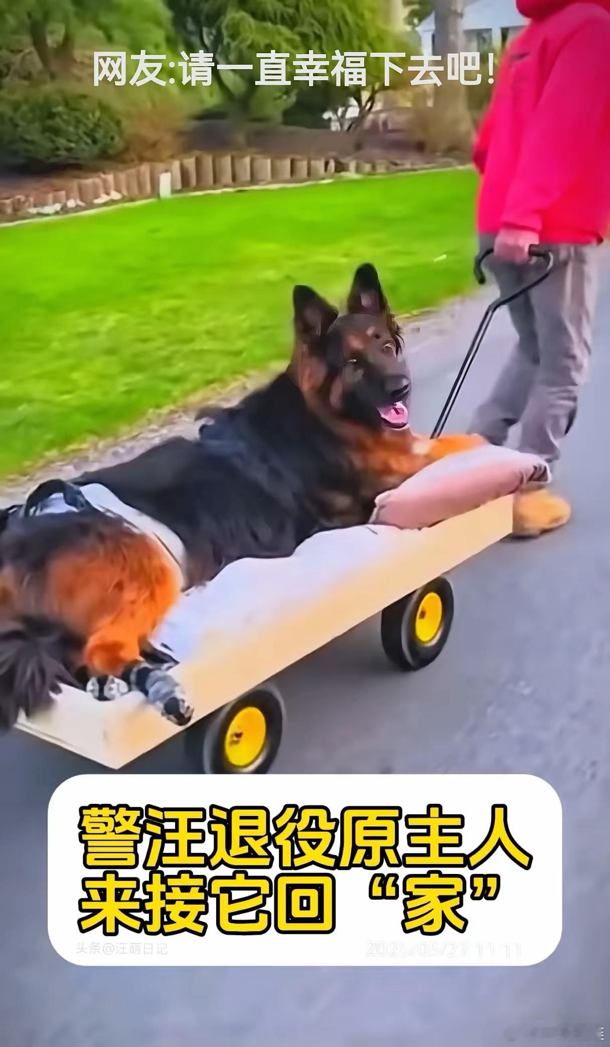 警汪“黑虎”今天退役，原主人早早的在大门外等候了，虽然心理上提前打了预防针，但看