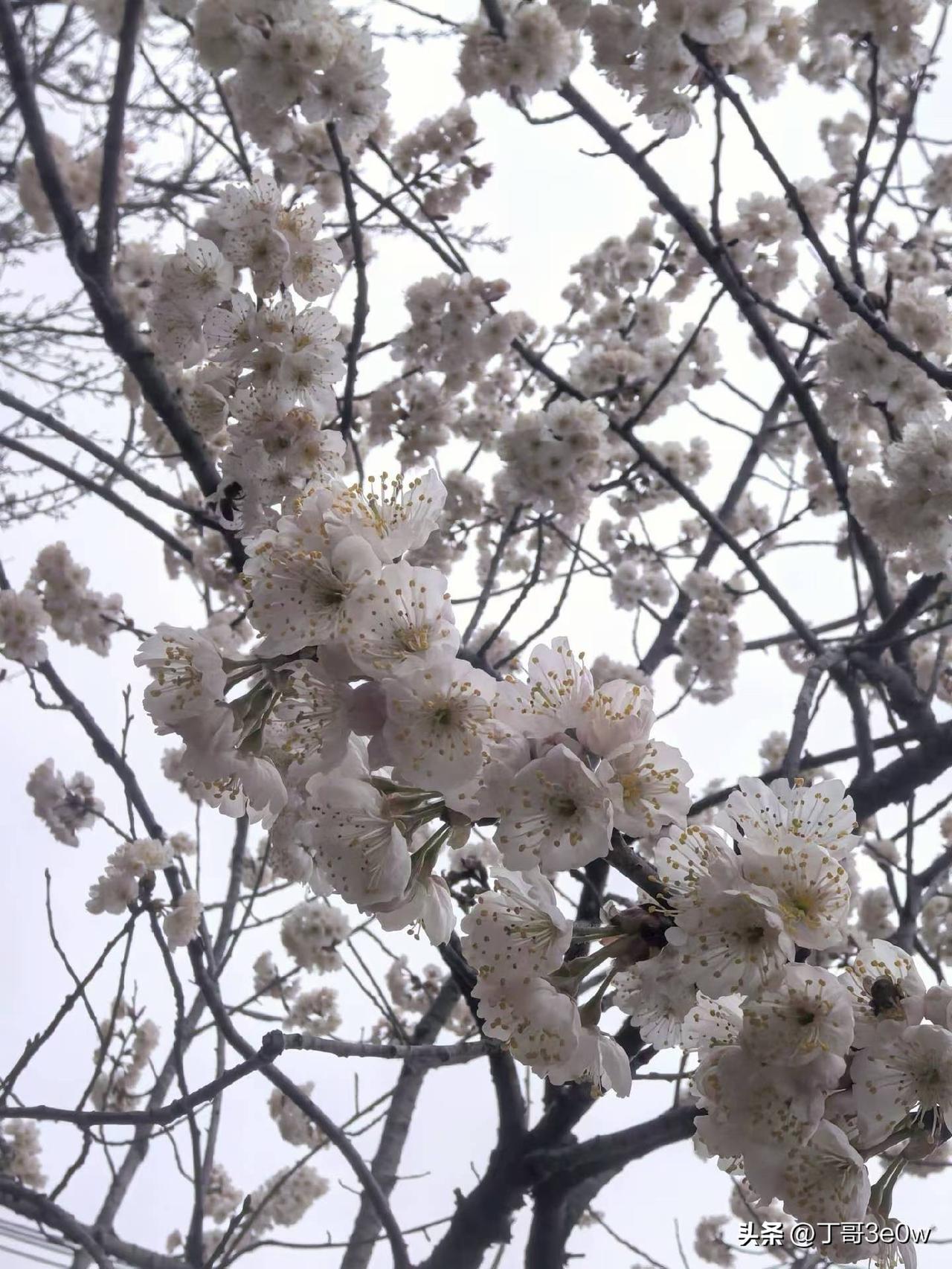 【昨日客流】
3月8日（周日）
武汉城市轨道交通线网客运量（含换乘）为372.5