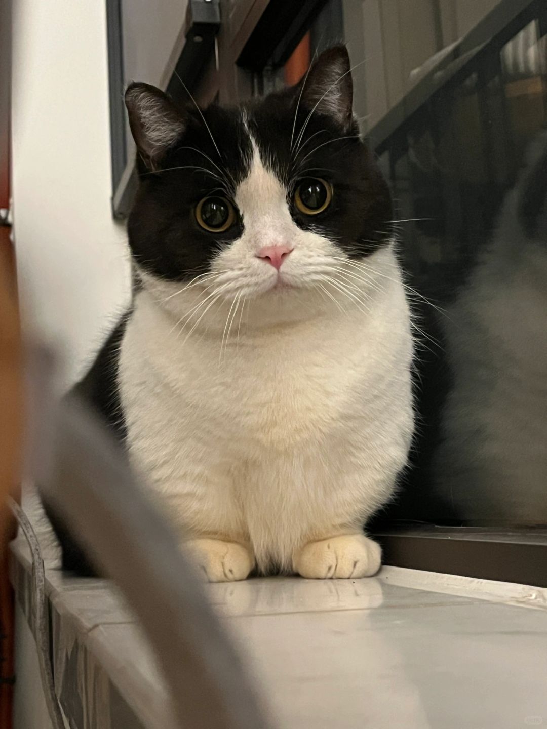 今天也是站岗小猫🐈