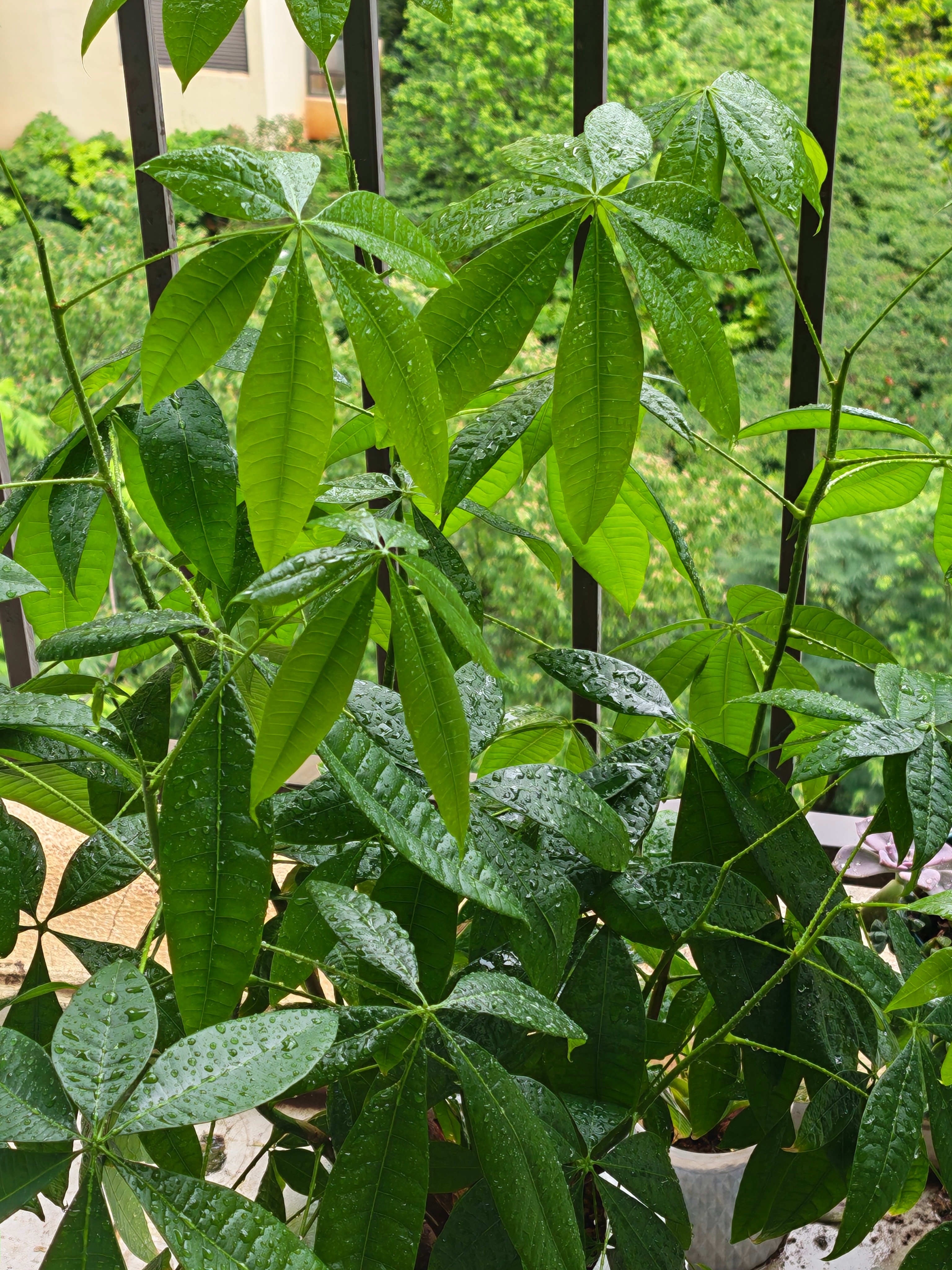 给我的柠檬树和发财树下一场“人工雨”