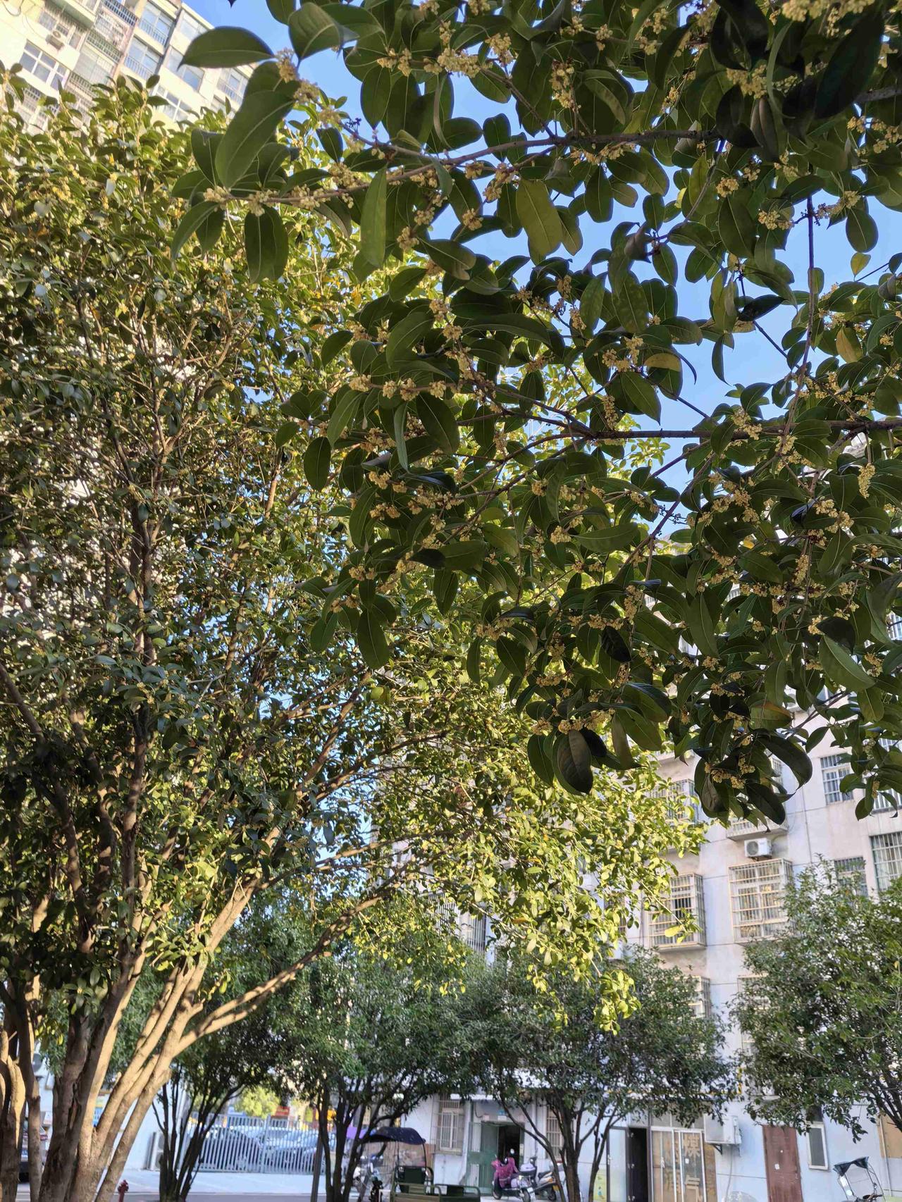 带定位晒今日生活 今天状态轻松愉快，外面还是大晴天，心情直接起飞！
我家门前的桂