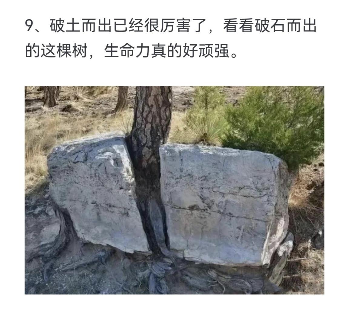 无论是什么生物 生命都很顽强