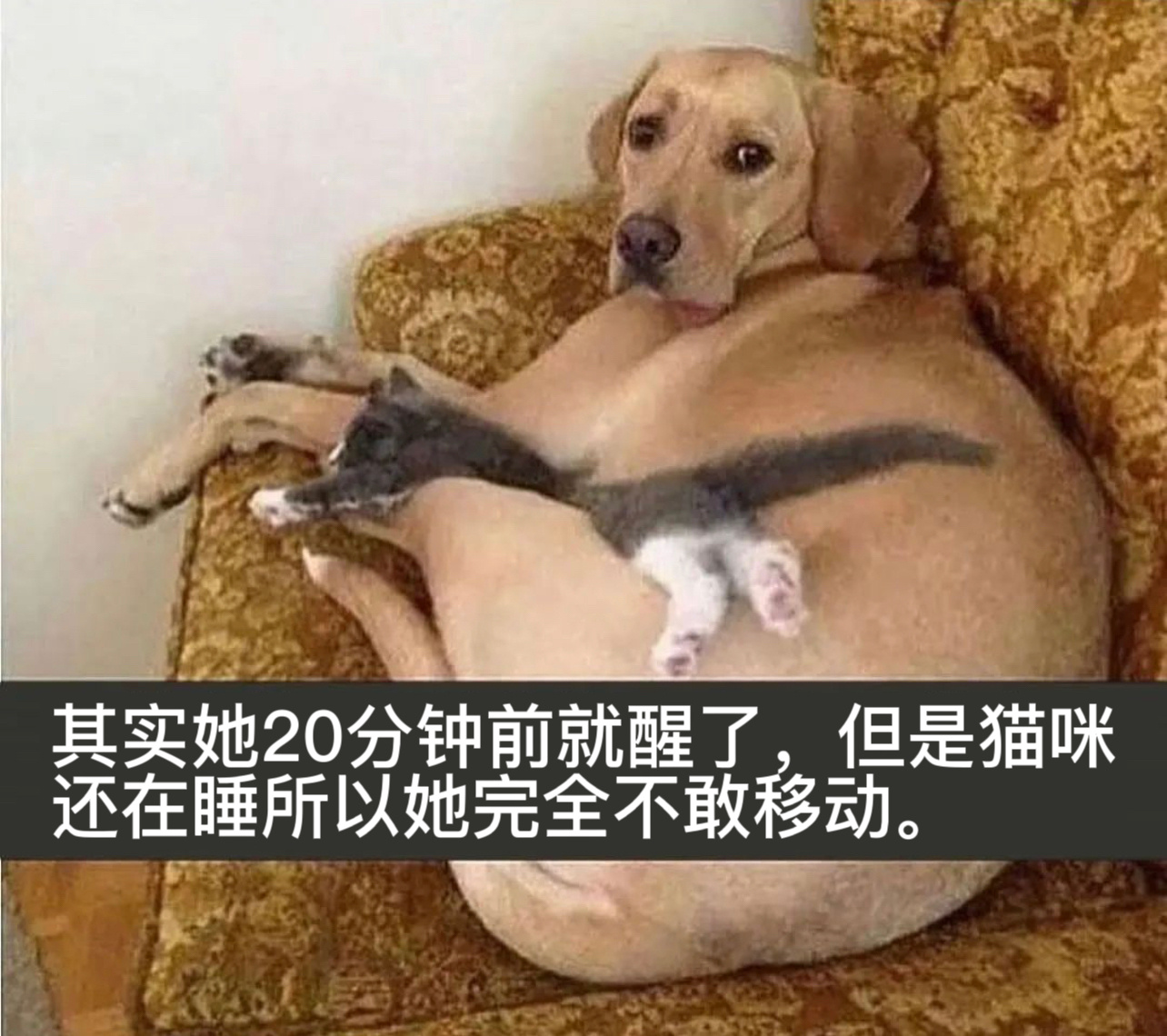 将就#今日memes# //#新年快乐漫游指南# ​​​
