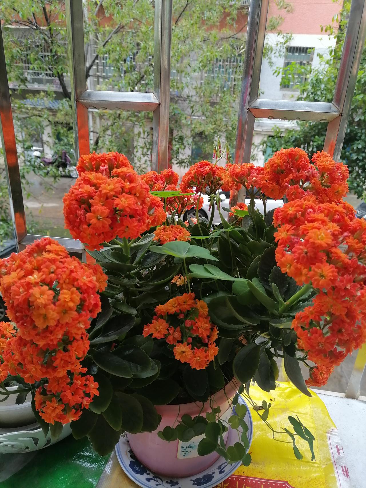 春日生活打卡季 春日生活打卡季
春天真是个让人心情愉悦的季节啊！今天三月初一，老