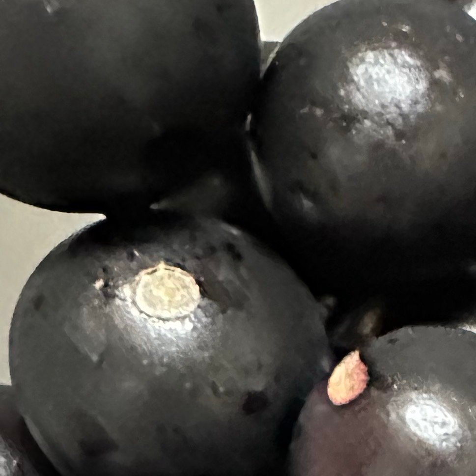 每日一餐分享猜猜这是什么水果？树葡萄，叔叔家种的，是好吃，但很难咬碎，所以我都咬