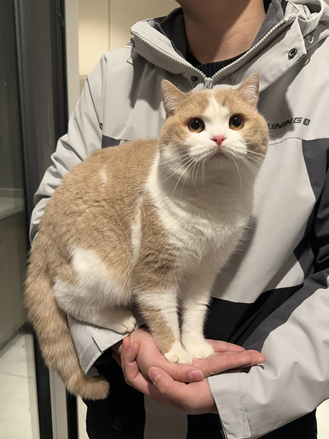 爸爸的掌上咪猪🐱