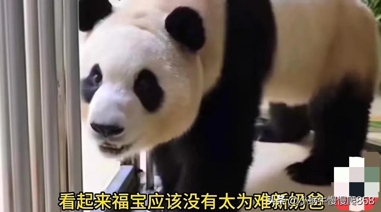 福宝回国第三天
好吃，好睡对新家充满好奇，
没有为难奶爸，果然是爷爷口中的好宝宝