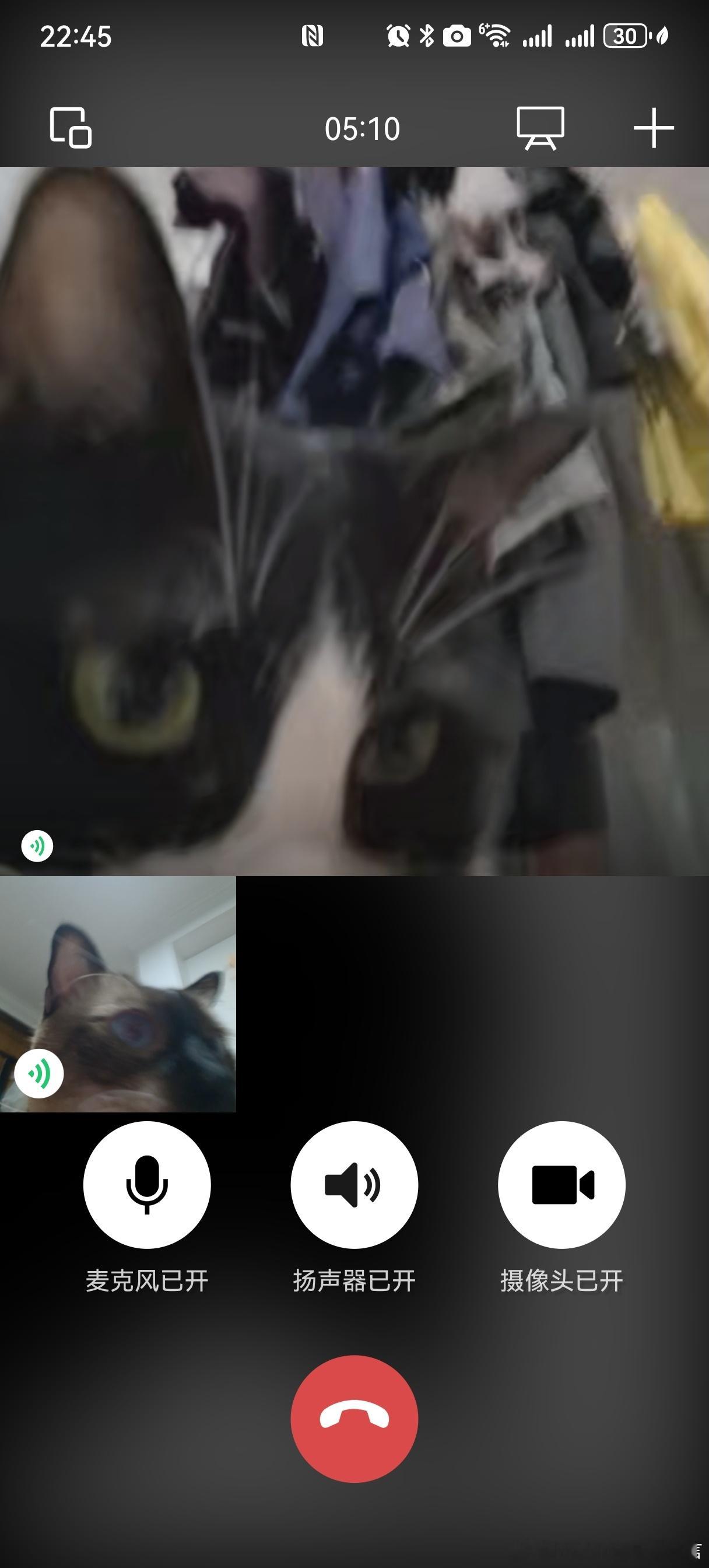 怎么有人给猫打视频啊