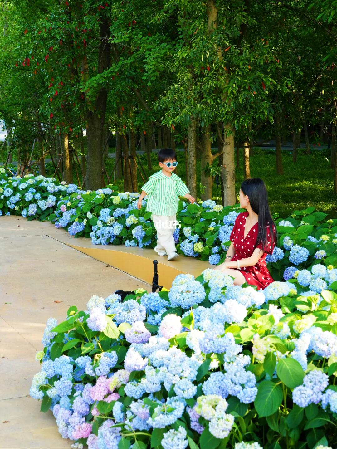 别问了，在滨江‼️无尽夏绣球花已经开了