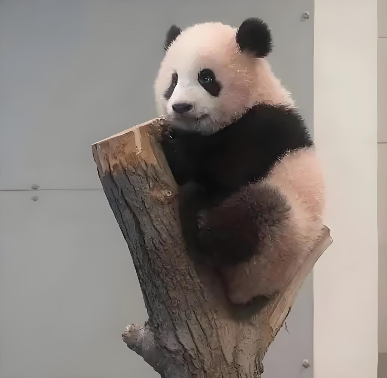 快讯！
一个让人五味杂陈的消息传来：
日本上野动物园的大熊猫“晓晓”和“蕾蕾”，