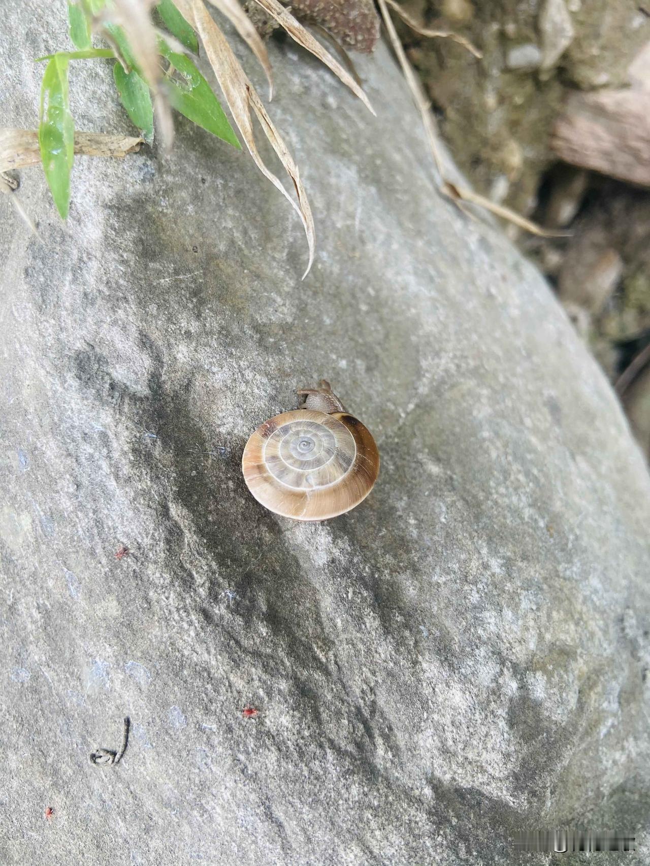 钓鱼，钓鱼，每次拍下的小动物不是钓上来的鱼，而是石头或者草丛里的小动物。

懒散