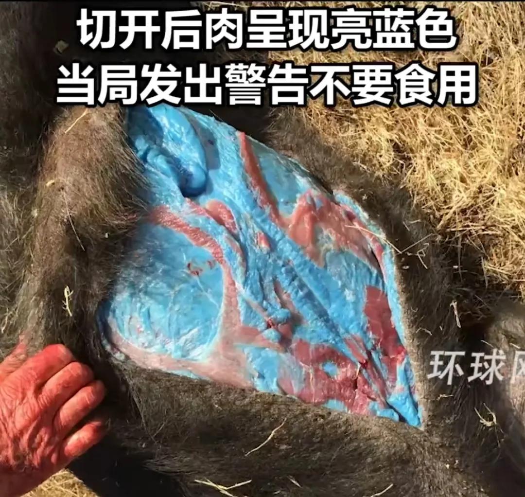 美国加州发现阿凡达色野猪肉，这可真的是了不得啊！

不过美国当局表示，这种猪肉不