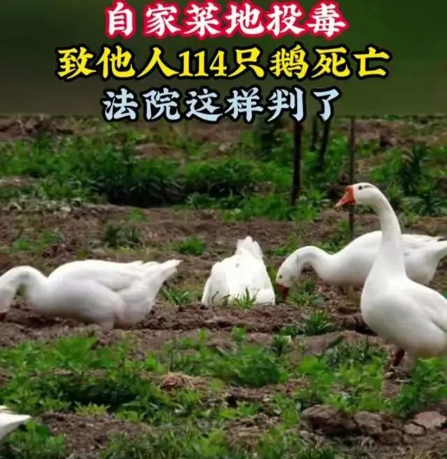 湖南，一男子因自家油菜地经常被邻居的家畜啃食，愤怒之下将农药混入玉米粒，撒在田里