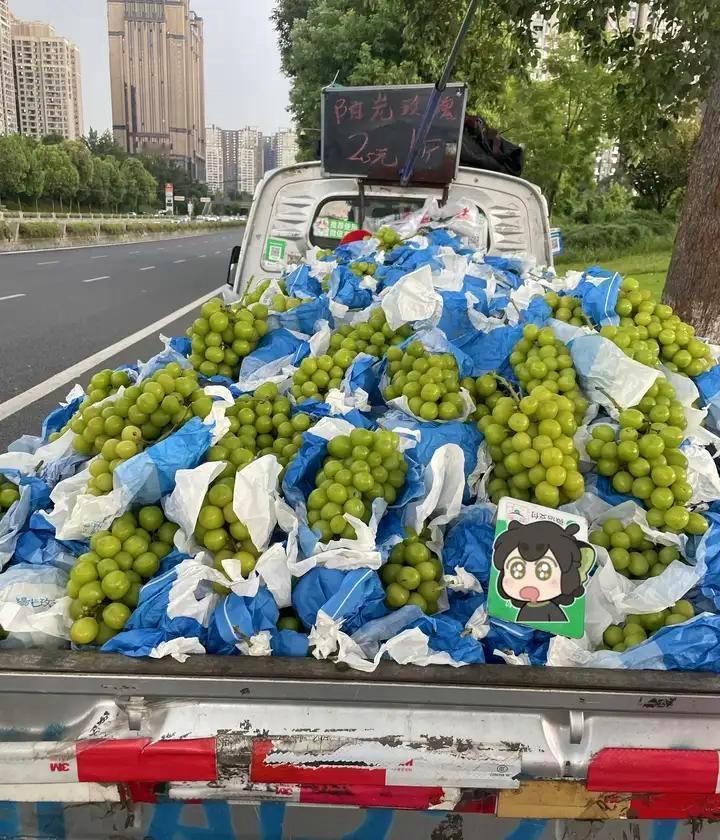 2015年，阳光玫瑰刚登陆中国时，身价高得吓人：上海高端超市里，一串500克的果