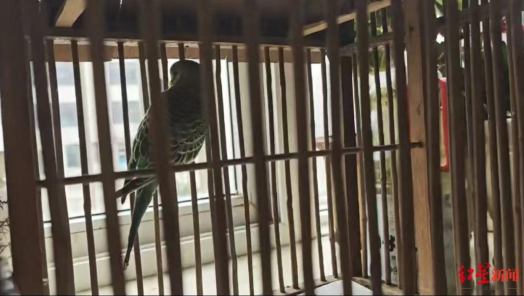 【#景区套中鹦鹉致老人感染鹦鹉热# 】#多方回应套圈中鹦鹉致老人感染鹦鹉热#  