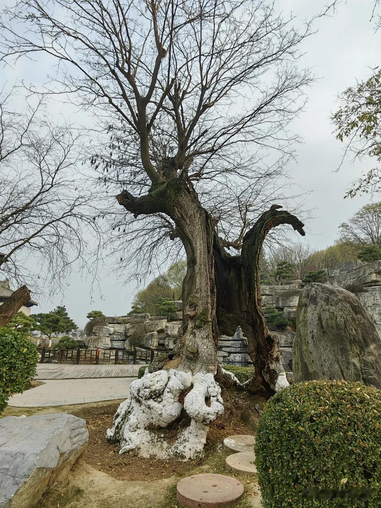只有梧桐树还装点着世界，叶子慢慢直到来年春天才能落完残叶，只能给环卫工人平添了无