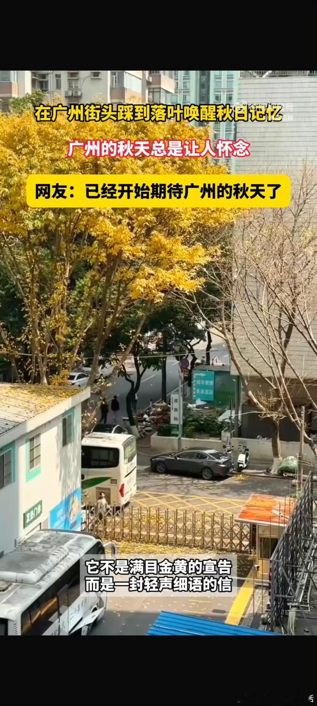 在广州第一次踩到落叶常年绿意盎然的广州，终于迎来落叶时刻。脚下枯叶沙沙作响，难得