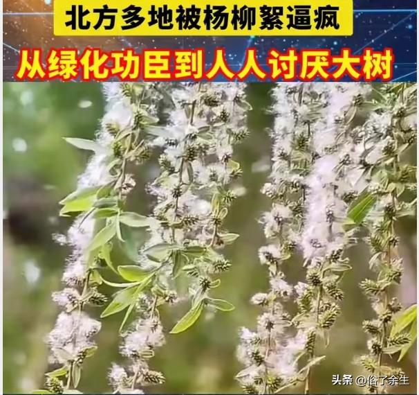 杨树不飞絮了！"绿化功臣"终于能体面退休
不飞絮的杨树新品种"通林9号"培育成功