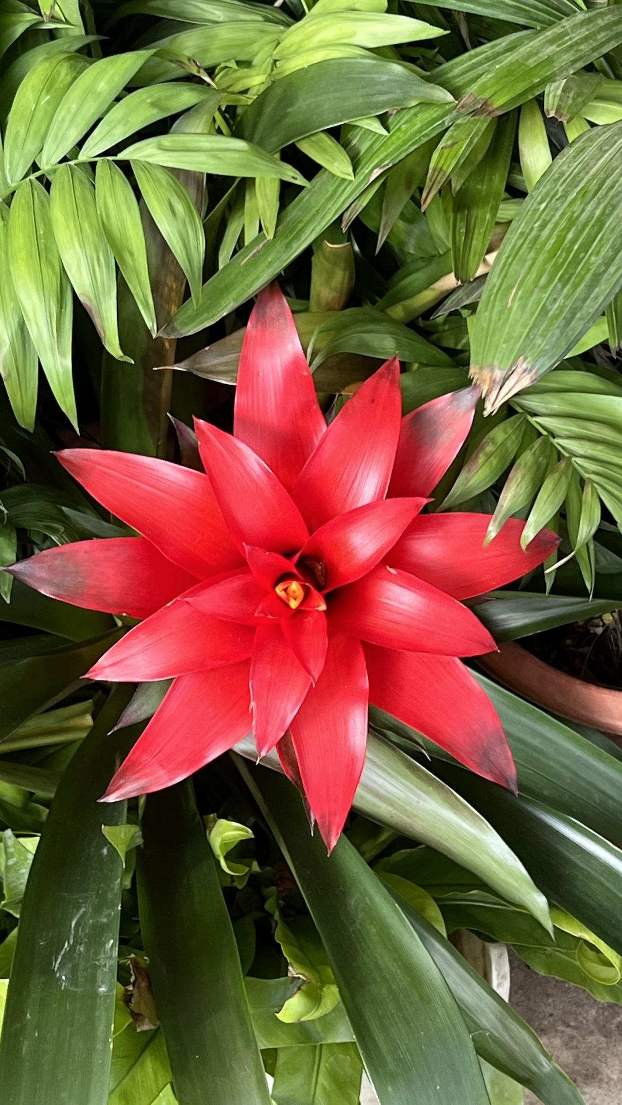 【原创】鸿运当头、福星高照！