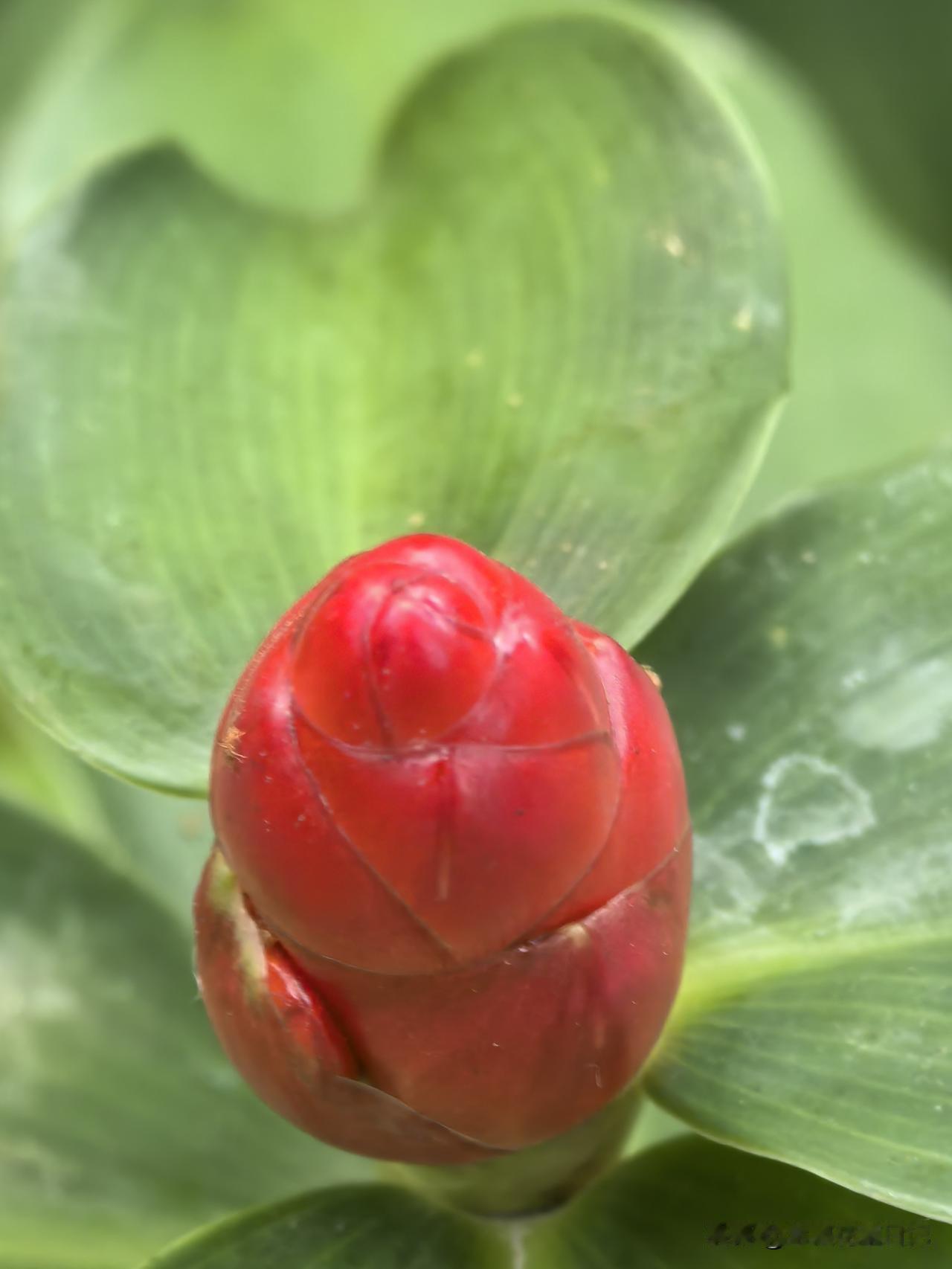 宝塔姜叶翠
顶头一抹红
花开呈雅韵
魅力意无穷 

艳丽花卉随手拍