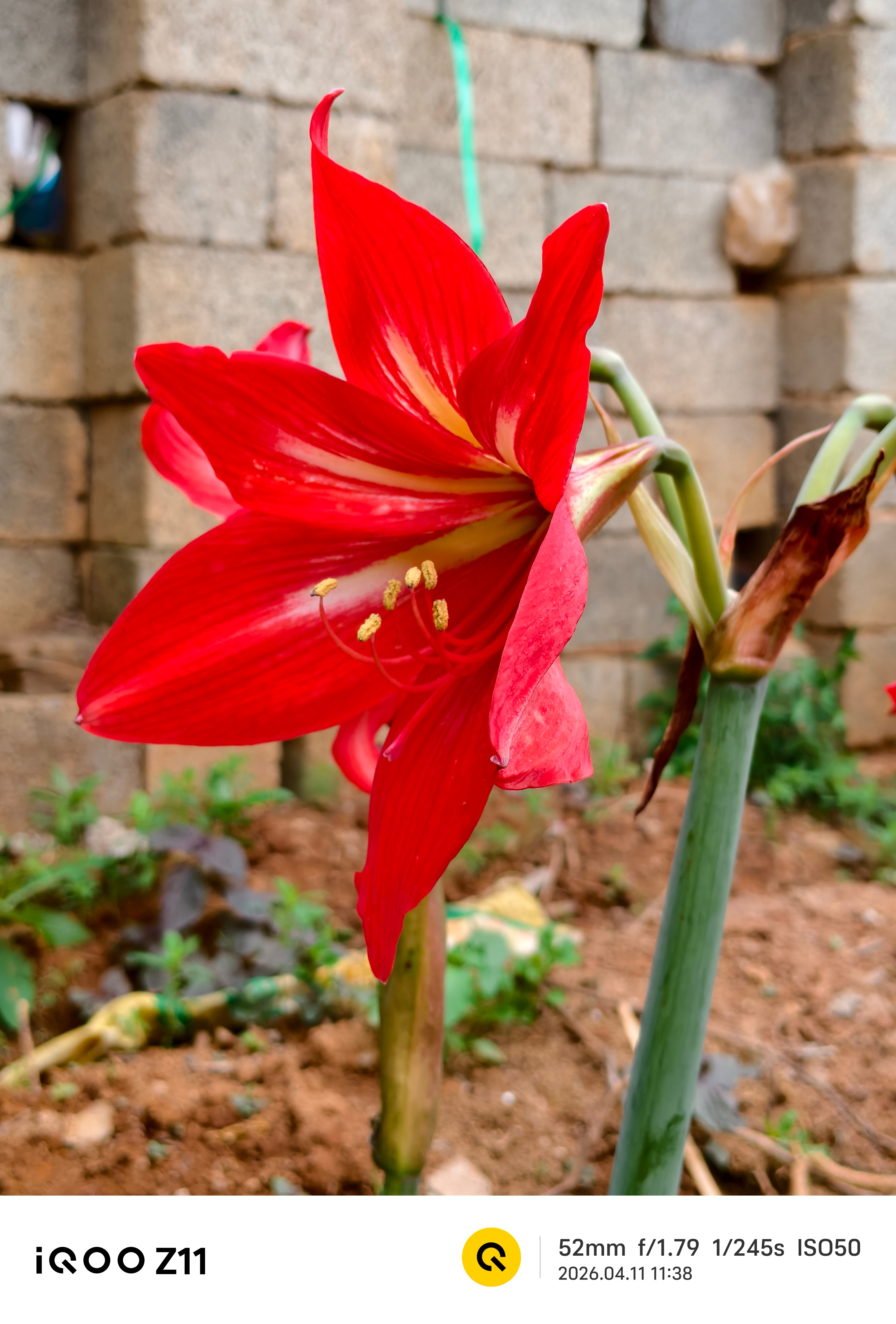 iQOO Z11拍了一些家里种的话，各位觉得如何？反正我个人放在这个价位还是可以