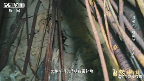 贵州溶洞发现地下反向森林 溶洞中神秘“反向森林”惊艳亮相，树木枝叶破石而出，根系