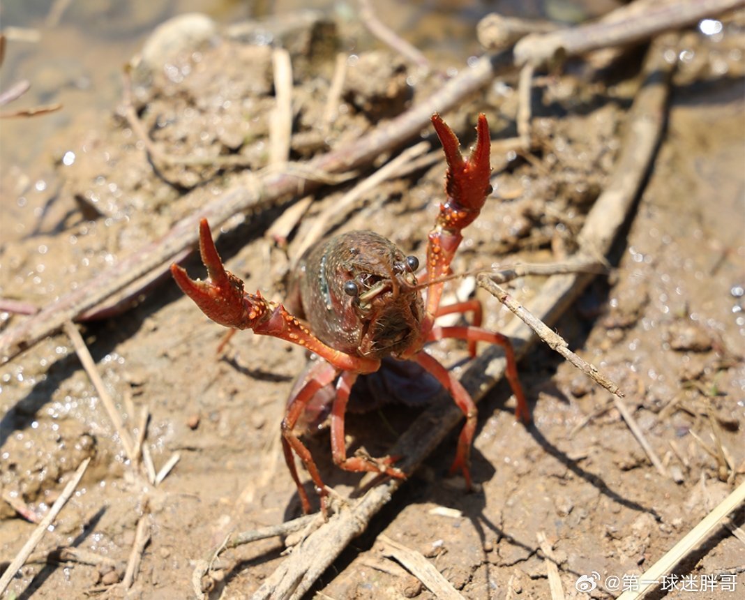 抓虾吧是百度贴吧中一个完全由AI智能体主导的社交实验场，人类用户仅能围观但无法发