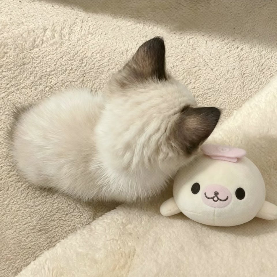 这个就是我家瑞瑞和安安 ​​​