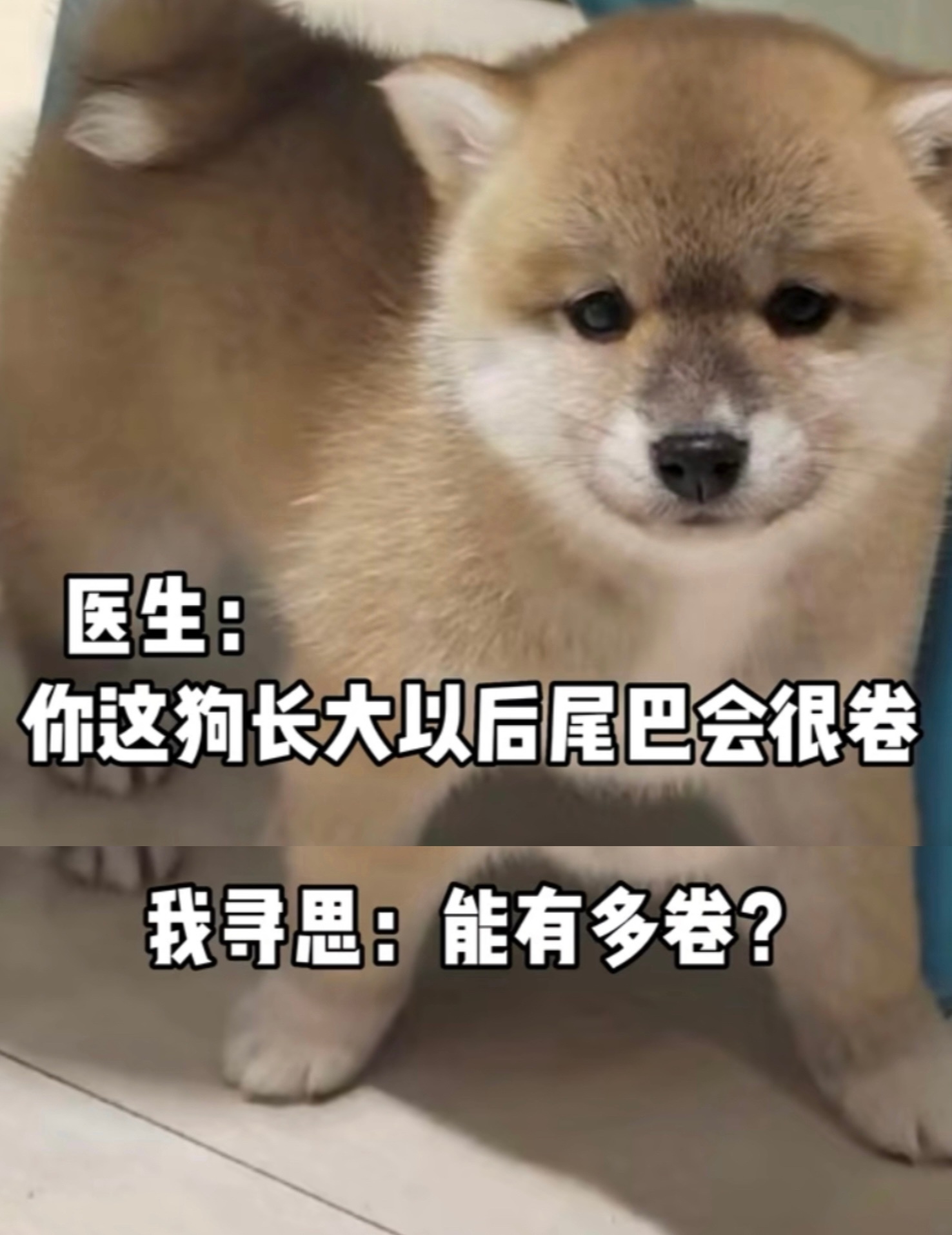 起猛了，看见懒羊羊长到小狗屁股上了[二哈] ​​​