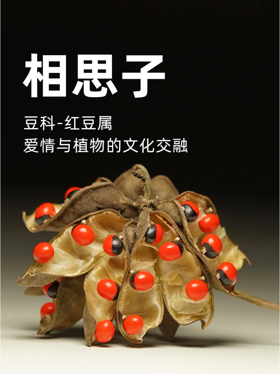相思子与七夕节：爱情与植物的文化交融～