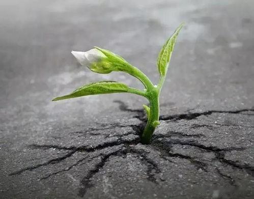 逆境：疼痛中绽放的美丽
你是否曾在顺境中舒适地成长，但最终一事无成？是否曾在逆境
