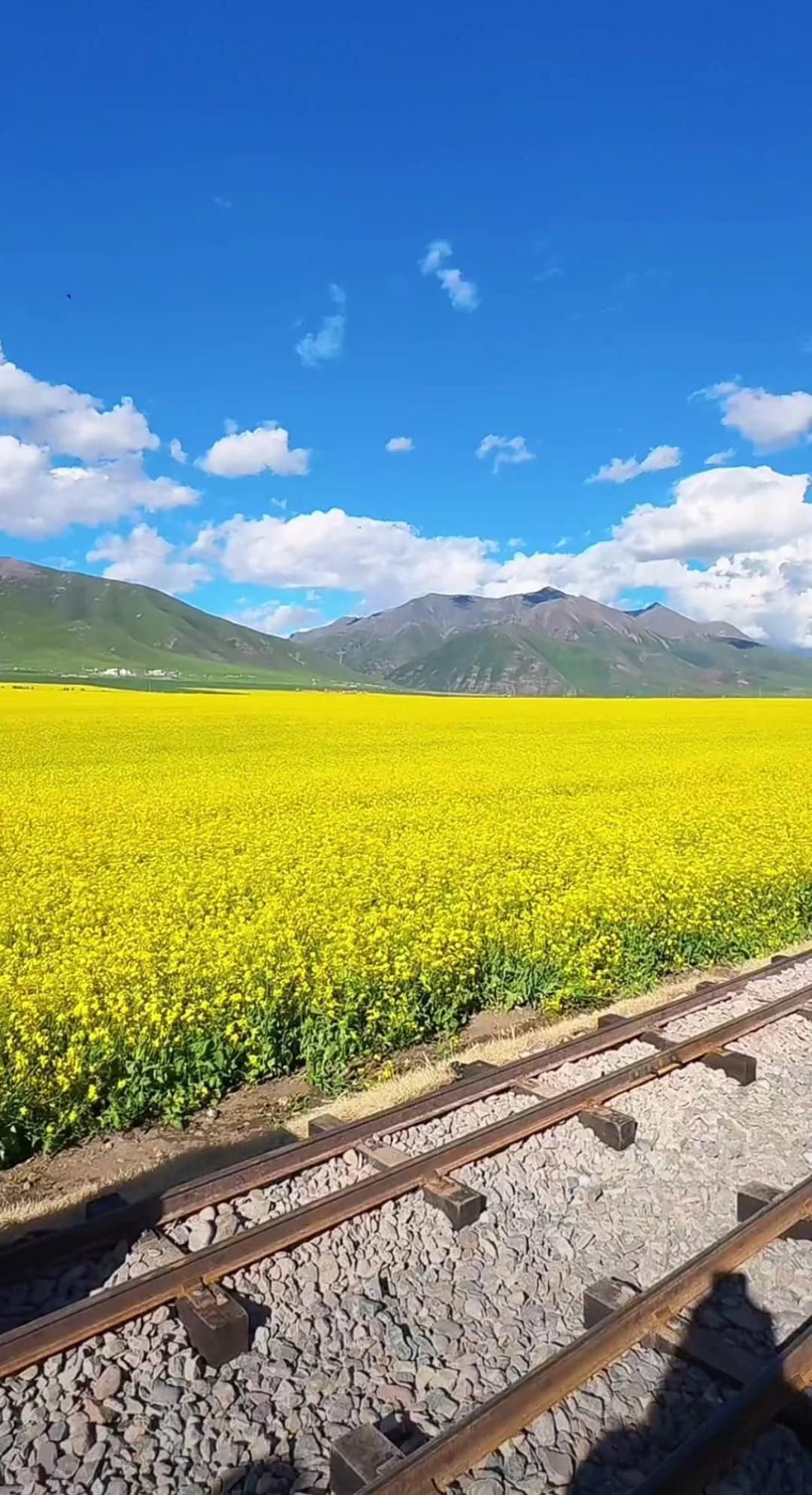 在青海门源遇见油菜花海，乘坐花海列车穿梭金色海洋，仿佛闯入了《长相思》里的春日秘