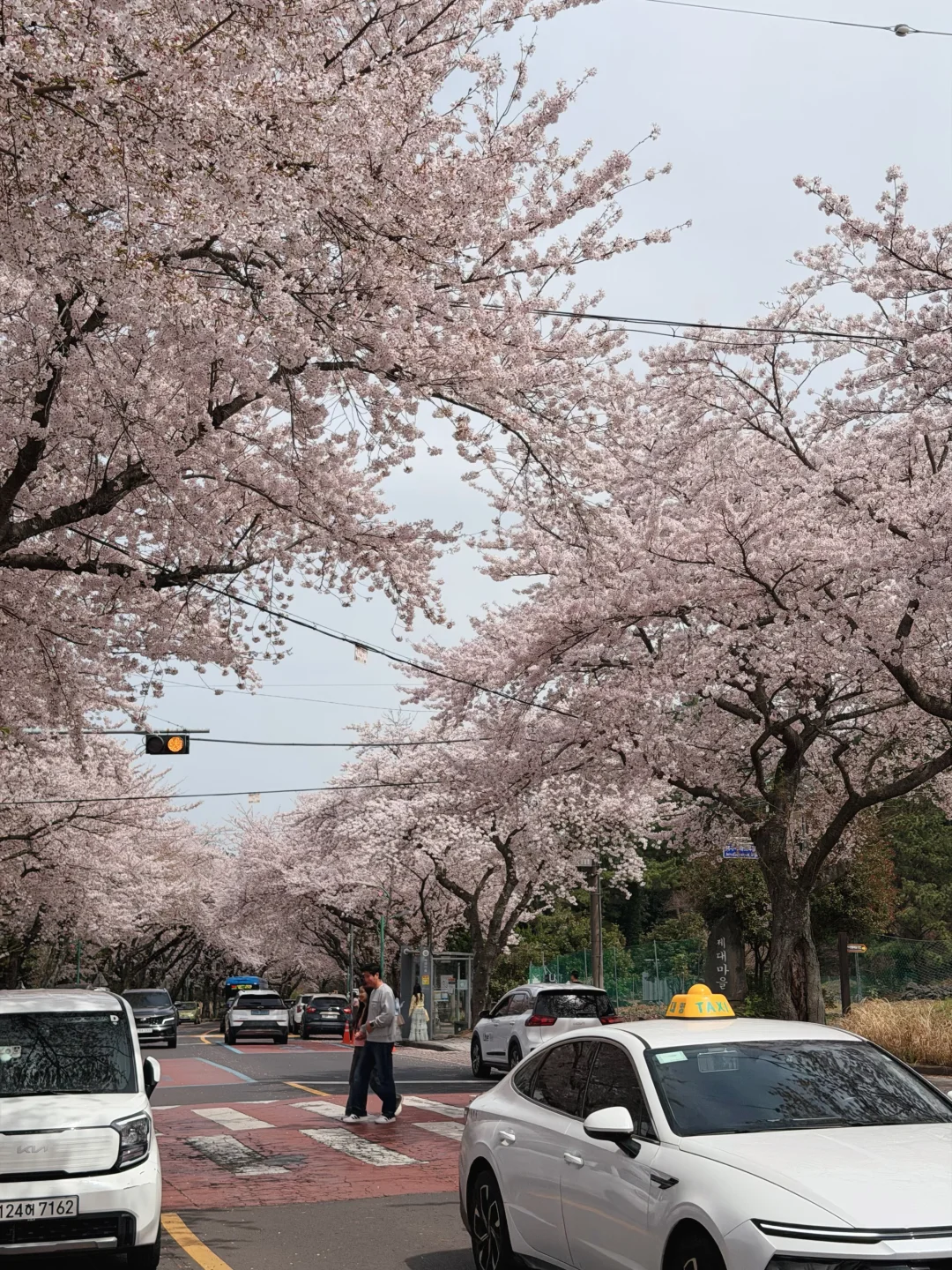 4.6济州岛樱花大道实况🌸附攻略