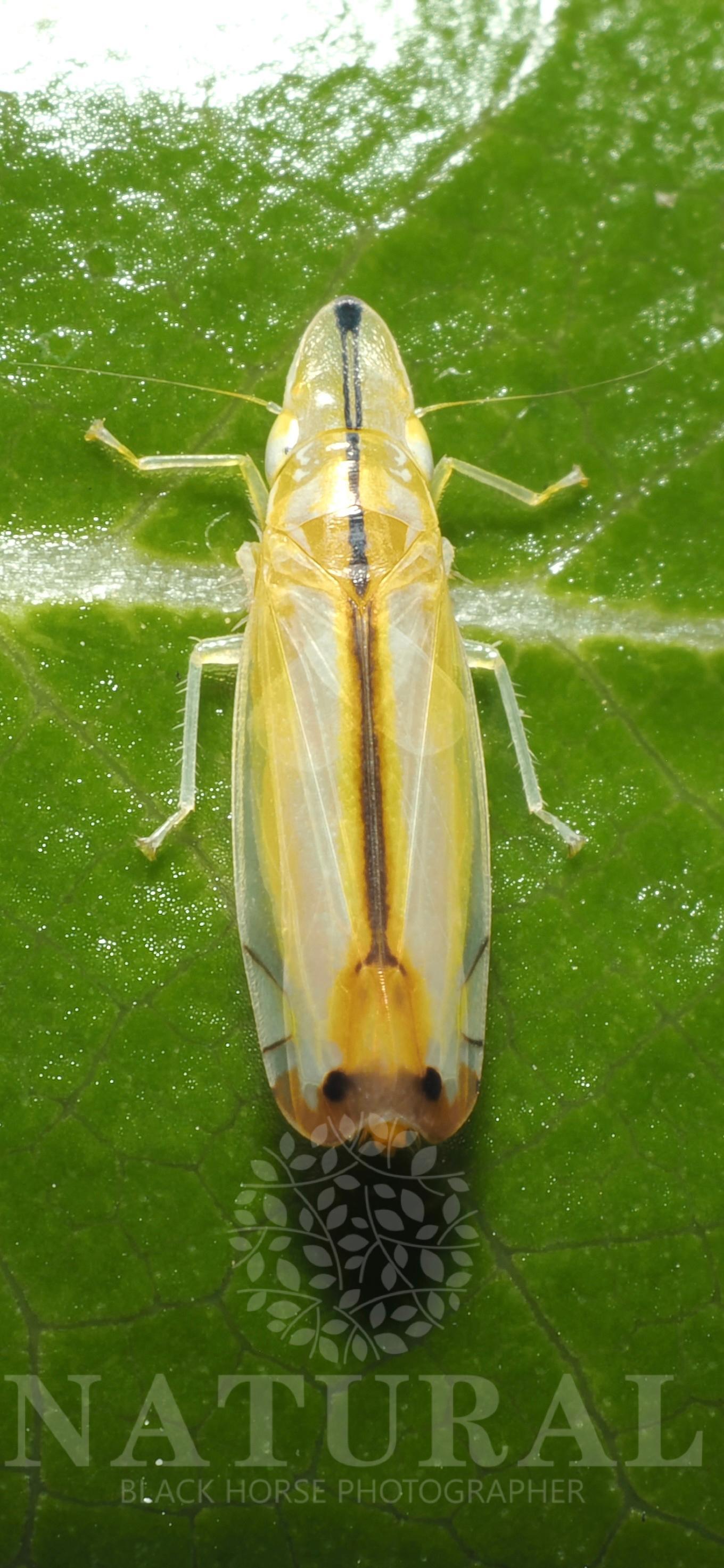东方拟隐脉叶蝉 Sophonia orientalis 